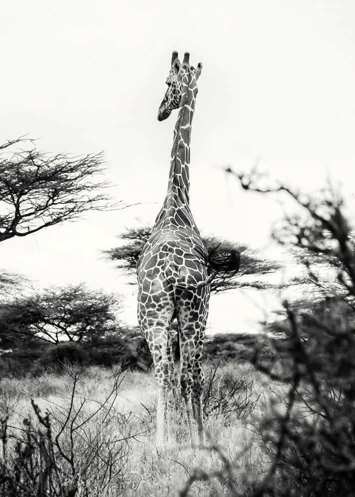 The Reticulated Giraffe
